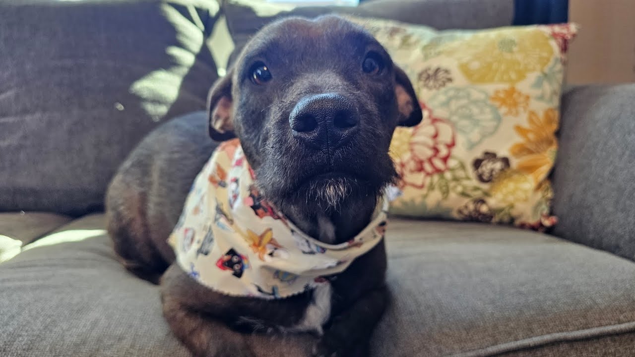 Baby Girl Gorda, an adopted mixed breed in Denver, CO video 6/6