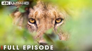 AFRICA'S QUEEN | The Ultimate Survival Instinct (Full Episode) | Nature Animal Documentary