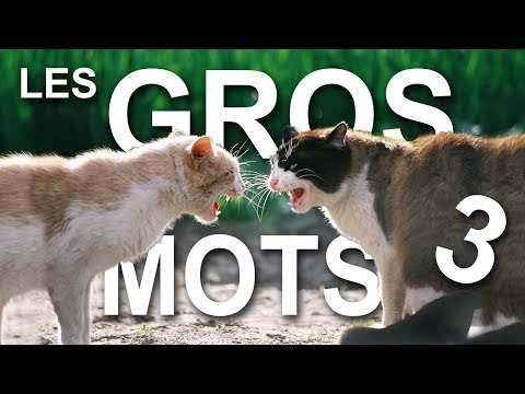 LES GROS MOTS 3 (la revanche du dominé) -  PAROLE DE CHAT