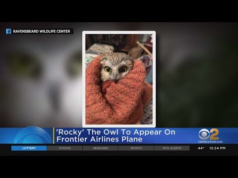 'Rocky' The Owl To Appear On Airplane