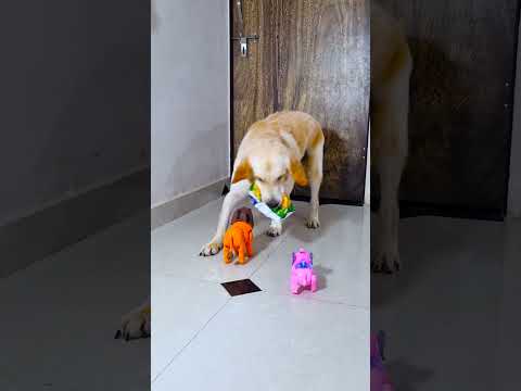 मेरे डॉग से हाथी और शेर क्या पूछने आए😱 #funnydogs #shorts