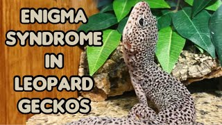 Enigma Syndrome in Leopard Geckos | Everything You Need to Know