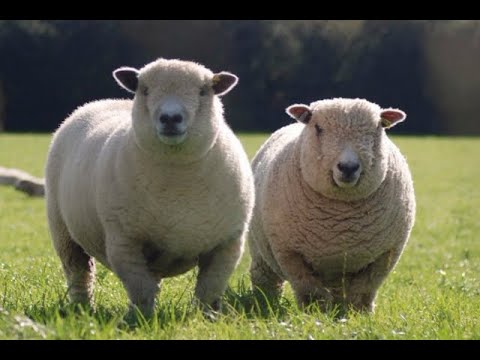 Ryeland sheep