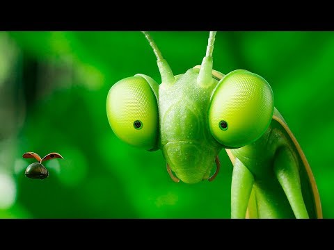 Букашки 2 — Русский трейлер (2019)