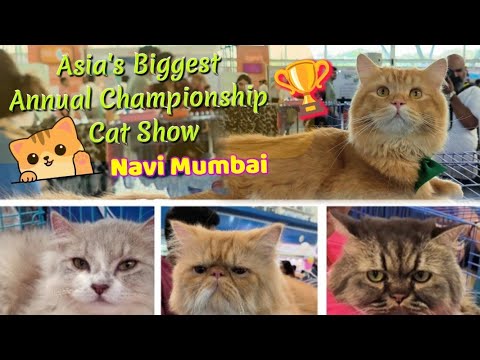 Asia's Biggest Annual Championship🐈 Cat Show | Navi Mumbai | Avani's Vlogs