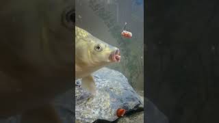 Download lagu Ikan Mas Makan Umpan Bawah Air | Kamera Memancing Bawah Air mp3