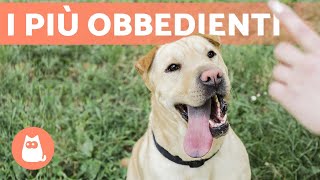 Razze di CANI più FACILI da ADDESTRARE 🐶✅ TOP 10