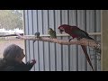 Parrot and Macaw dance party!