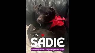 Video preview image #1 Chiweenie Puppy For Sale in Corona, CA, USA