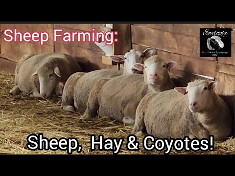 Sheep Farming: Sheep,  Hay & Coyotes!/June 28, 2022