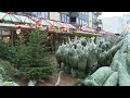 Café houdt ruim 300 kerstbomen over: 'Help ons er alsjeblieft vanaf'