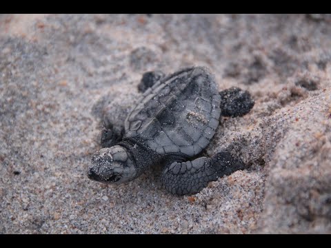 Baby turtle's first steps|Little Turtles first time hitting the waves of Indian ocean