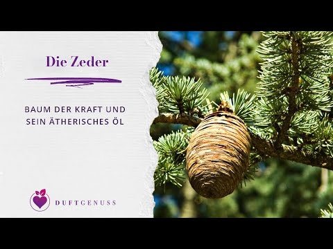 Die Atlaszeder - Baum der Kraft