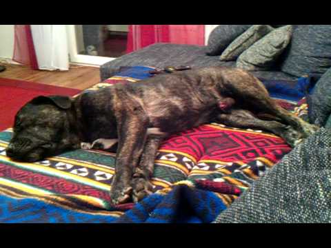 Feuchte Träume ..........