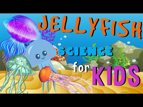 Jellyfish | Science for Kids