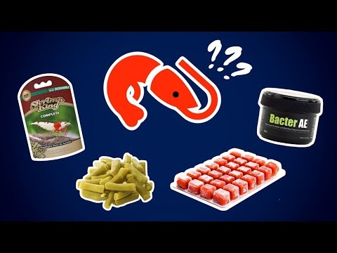 What is the Best Food for Cherry Shrimp?