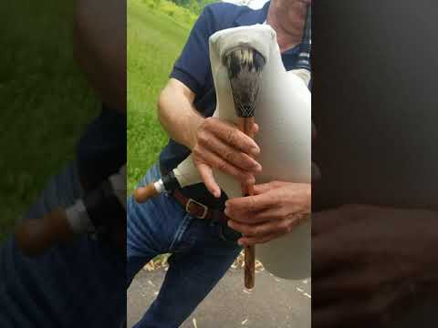 Bulgarian Gaida Lessons - 5