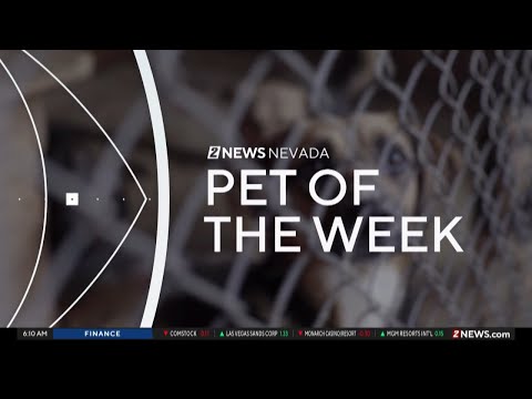 Pet of the Week: Rob Lowe the dog - YouTube