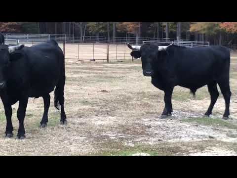 , title : '8 Black Corriente bulls For Sale'