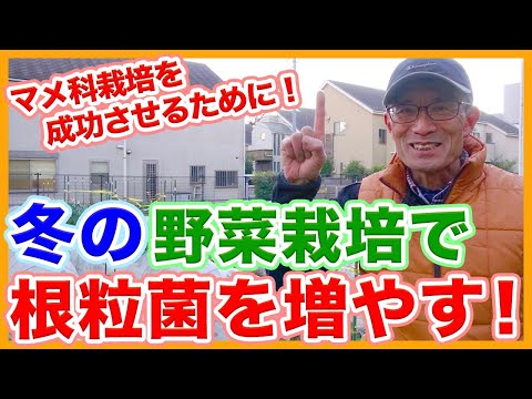 庭の知識: 根粒菌 トピックス