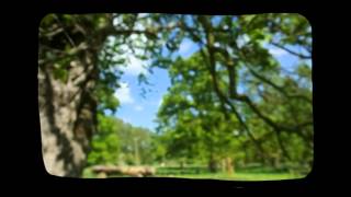 joanna gruesome - "jerome (liar)"