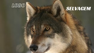 Lobo Selvagem