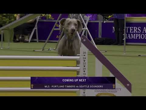 Masters Agility Championship