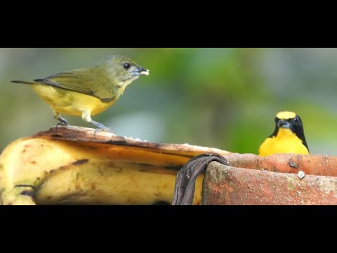 Thick- billed Euphonia ♂&♀︎   4K