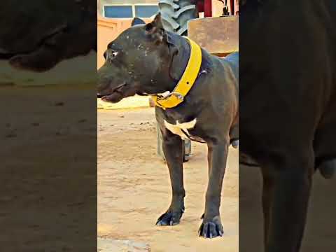 Sidhu Moose wala new song ll Dawood ll#song #pittbull #Sidhu Moose wala #viral ll