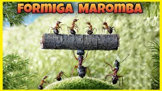 Ela pode Transportar até 100 VEZES  o seu PRÓPRIO PESO