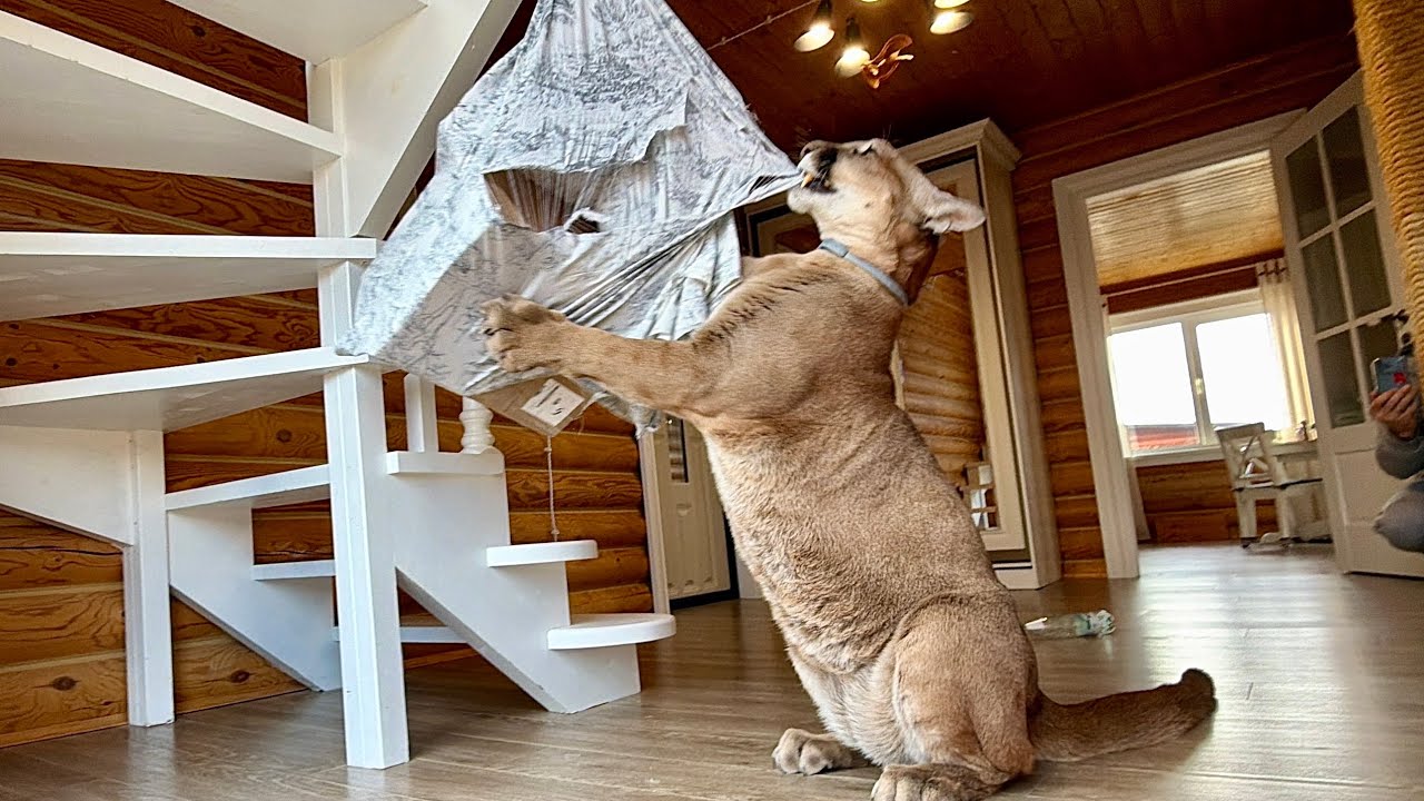 Это вызвало ураган эмоций у кота! Пума Месси восхищён сюрпризом от Па!