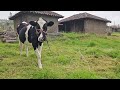 Cow Gives Directions