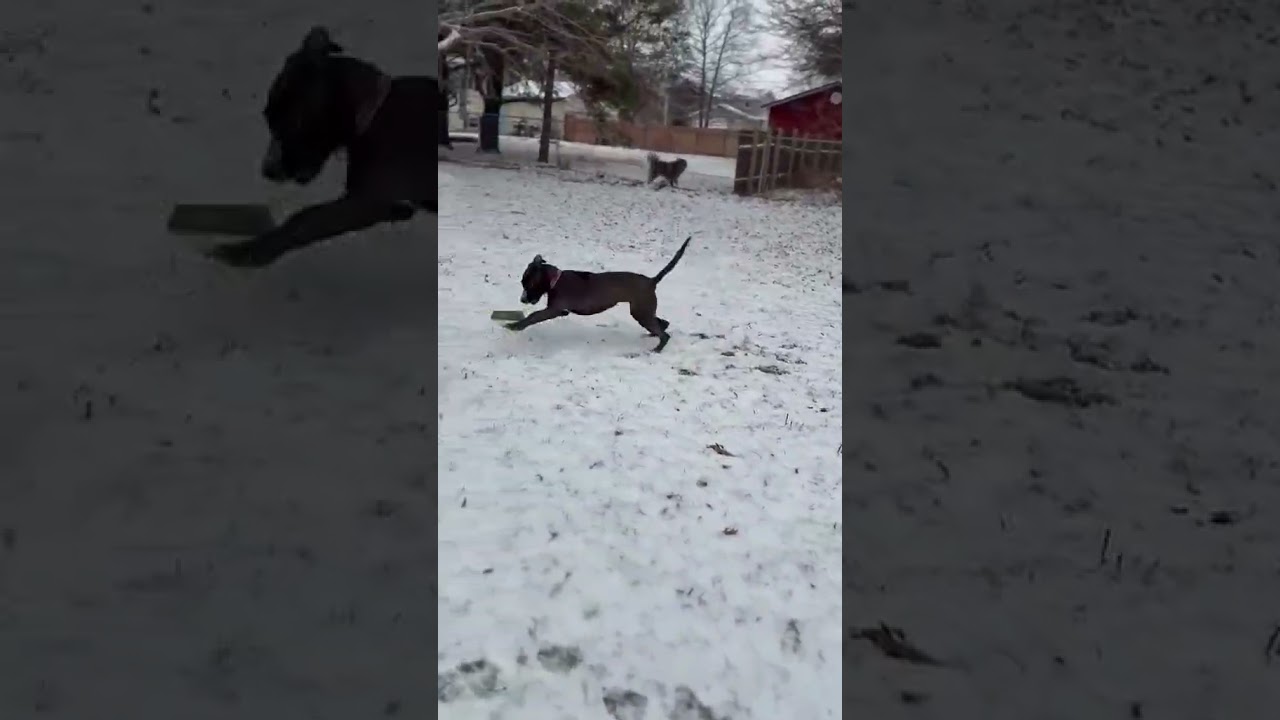 Enlarge Misti, a Adoptable mixed breed in Plain City, OH video 6/6