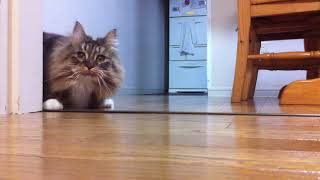 猫　元気いっぱい🐈💨