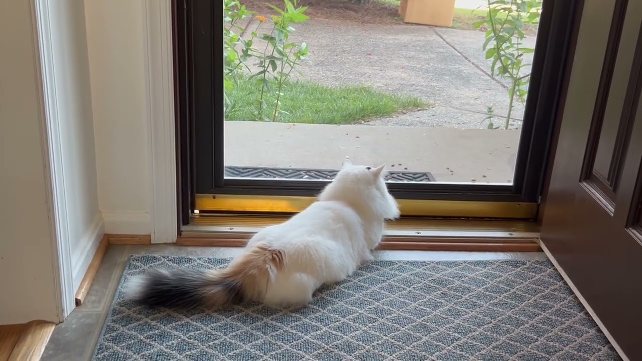 Enlarge Little Girl (aka White Fury), a Adoptable Domestic Medium Hair in Fairfax, VA video 6/6