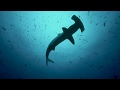 Best diving in the Galapagos - thousands of Sharks