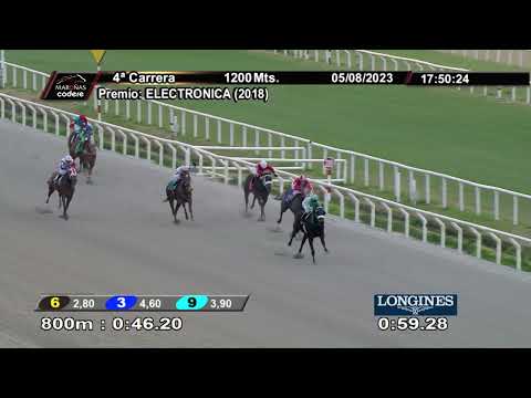 230805 c04 GATA DE VERANO