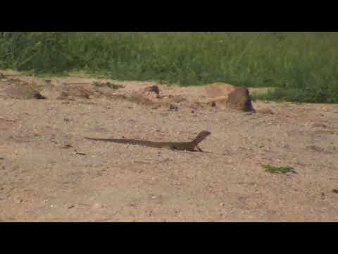Djuma: Water Monitor Lizard at pan - 15:35 - 01/13/19