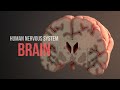 Human Nervous System Part 2 How The Brain Works Animation