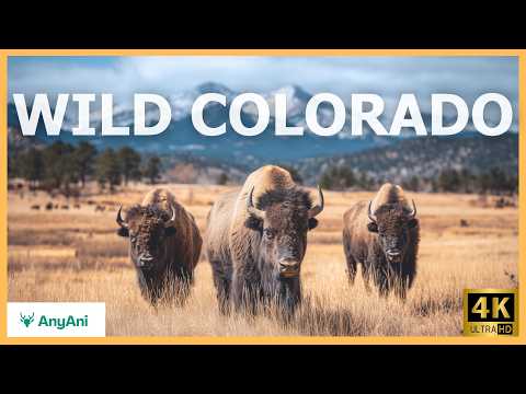 Where the Rockies Roar and the Sand Still Sings — Wild Colorado | Nature Documentary 4K