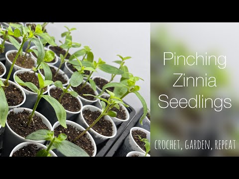 Zinniensetzlinge kneifen und warum 🌸 Häkeln, Garten, Wiederholen