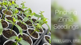 Pinching Zinnia Seedlings & Why 🌸 Crochet, Garden, Repeat