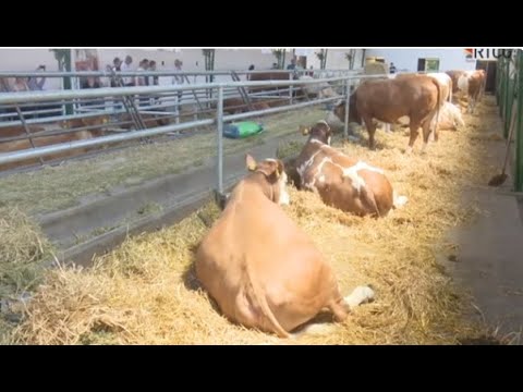 LIMUZIN GRLA KRAVA TELE TOV