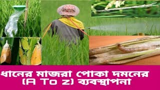 ধানের মাঝরা পোকা দমন