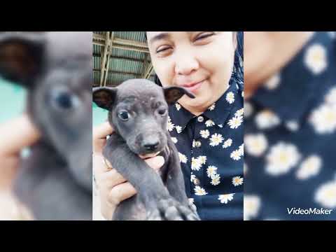 Title#blakie #puppy@elizabethdeligos