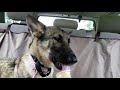 Dogs In Cars Eating Ice Cream Cones Episode 3 KELSEY