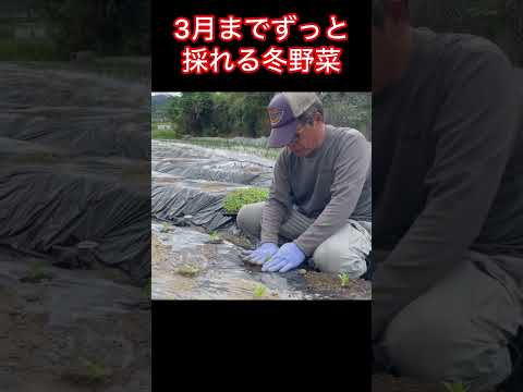 園芸 冬の家庭菜園では何をすればよいでしょうか?