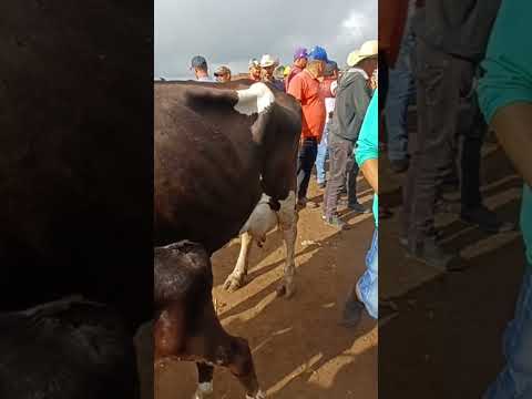 #youtubeviral #gado #pecuarista #youtubeshorts #capoeiras #pernambuco #agreste #nordeste #brasil