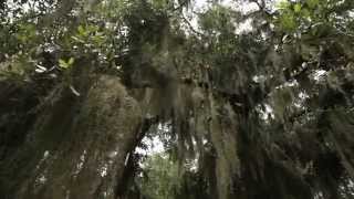 Curtain of Secrecy: The Ruby McCollum Story (movie trailer)
