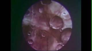 Boards Of Canada - Cold Earth (45RPM Version)